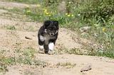 CHIEN FINNOIS DE LAPONIE 043